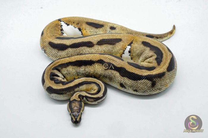 4585 0.1 ORANGE DREAM PIEBALD - Image 3