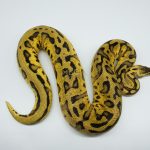 4643 1.0 PASTEL REDSTRIPE LEOPARD 66% HET CLOWN POSSIBLE ORANGE DREAM