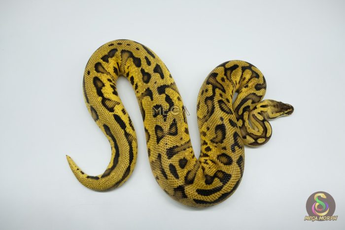 4643-1-1.jpg 4643 1.0 PASTEL REDSTRIPE LEOPARD 66% HET CLOWN POSSIBLE ORANGE DREAM - Image 1