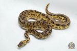 4643 1.0 PASTEL REDSTRIPE LEOPARD 66% HET CLOWN POSSIBLE ORANGE DREAM - Image 2