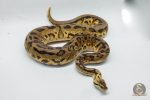 4643 1.0 PASTEL REDSTRIPE LEOPARD 66% HET CLOWN POSSIBLE ORANGE DREAM - Image 3