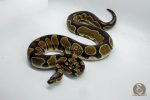 4650 0.1 ENCHI ASPHALT OR YELLOW BELLY HET PIEBALD