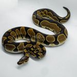 4650 0.1 ENCHI ASPHALT OR YELLOW BELLY HET PIEBALD