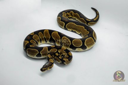 4650 0.1 ENCHI ASPHALT OR YELLOW BELLY HET PIEBALD