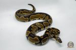 4650 0.1 ENCHI ASPHALT OR YELLOW BELLY HET PIEBALD - Image 2
