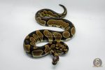 4650 0.1 ENCHI ASPHALT OR YELLOW BELLY HET PIEBALD - Image 3