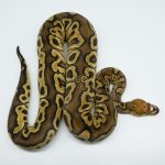 4667 0.1 HURRICANE SCALELESS HEAD CLOWN
