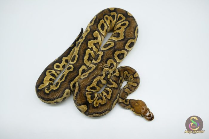 4667 0.1 HURRICANE SCALELESS HEAD CLOWN - Image 2