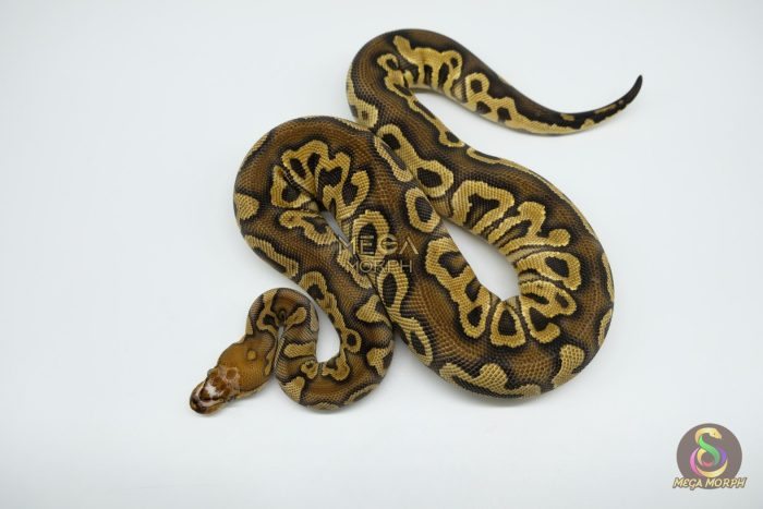 4667 0.1 HURRICANE SCALELESS HEAD CLOWN - Image 3