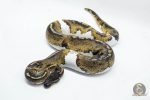 4673 1.0 BLACKHEAD PIEBALD 50% DOUBLE HET BLACK AXANTHIC HYPO