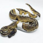 4673 1.0 BLACKHEAD PIEBALD 50% DOUBLE HET BLACK AXANTHIC HYPO