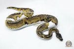 4673 1.0 BLACKHEAD PIEBALD 50% DOUBLE HET BLACK AXANTHIC HYPO - Image 2
