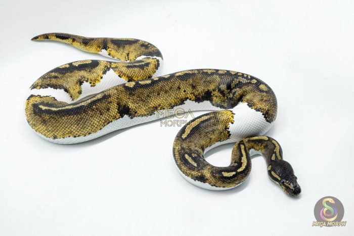 4673-2-1.jpg 4673 1.0 BLACKHEAD PIEBALD 50% DOUBLE HET BLACK AXANTHIC HYPO - Image 2