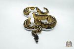 4673 1.0 BLACKHEAD PIEBALD 50% DOUBLE HET BLACK AXANTHIC HYPO - Image 3