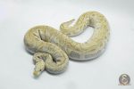 4674 0.1 GHI PASTEL LESSER CLOWN 50% HET HYPO