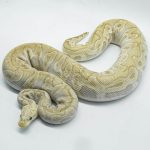 4674 0.1 GHI PASTEL LESSER CLOWN 50% HET HYPO