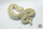 4674 0.1 GHI PASTEL LESSER CLOWN 50% HET HYPO - Image 2