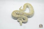 4674 0.1 GHI PASTEL LESSER CLOWN 50% HET HYPO - Image 3