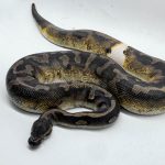 4677 1.0 BLACKHEAD LEOPARD ENCHI PIEBALD 66% HET GHOST 50% HET BLACK AXANTHIC