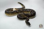 4677 1.0 BLACKHEAD LEOPARD ENCHI PIEBALD 66% HET GHOST 50% HET BLACK AXANTHIC - Image 2
