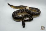 4677 1.0 BLACKHEAD LEOPARD ENCHI PIEBALD 66% HET GHOST 50% HET BLACK AXANTHIC - Image 3