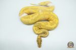 4678 0.1 BANANA PIEBALD