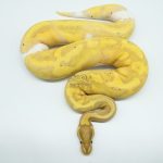 4678 0.1 BANANA PIEBALD