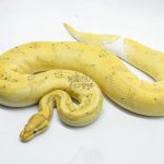 4679 0.1 BANANA PIEBALD
