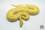 4679 0.1 BANANA PIEBALD - Image 2
