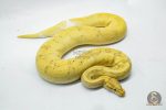 4679 0.1 BANANA PIEBALD - Image 3