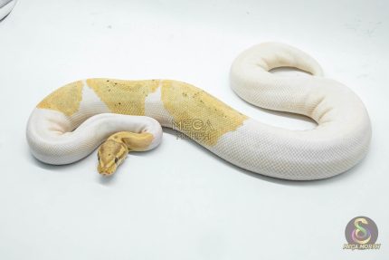 4680 0.1 BANANA PIEBALD
