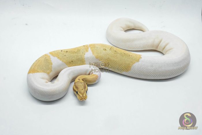 4680 0.1 BANANA PIEBALD - Image 2