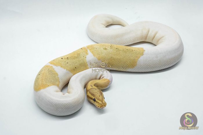 4680 0.1 BANANA PIEBALD - Image 3