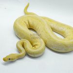 4683 0.1 BANANA PINSTRIPE PASTEL HET PIEBALD