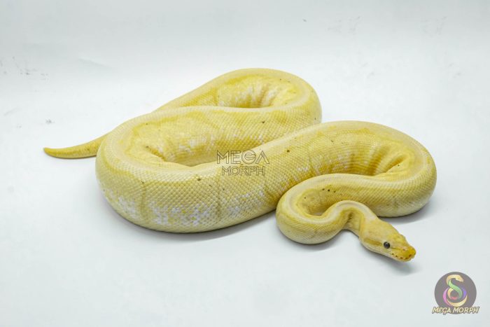 4683 0.1 BANANA PINSTRIPE PASTEL HET PIEBALD - Image 2