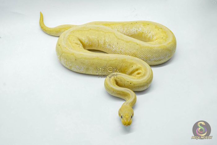 4683 0.1 BANANA PINSTRIPE PASTEL HET PIEBALD - Image 3