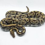 4693 0.1 PHANTOM ASPHALT YELLOW BELLY 50% HET CLOWN (Proven breeder)