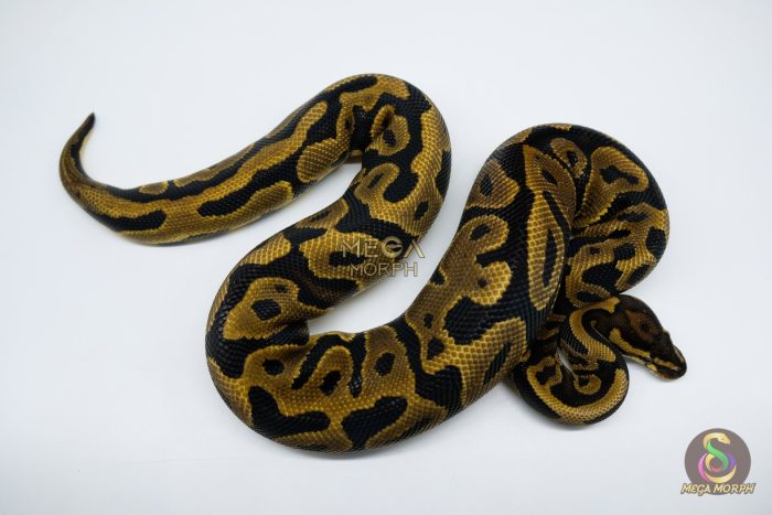 4704 0.1 LEOPARD GRAVEL 66% HET CLOWN - Image 3