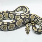 4707 0.1 DG 66% HET HYPO