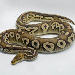 4718 1.0 BLACKHEAD PASTAVE CALICO