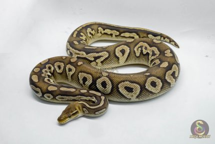 4718 1.0 BLACKHEAD PASTAVE CALICO