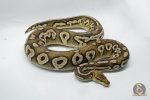 4718 1.0 BLACKHEAD PASTAVE CALICO - Image 2