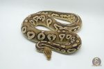 4718 1.0 BLACKHEAD PASTAVE CALICO - Image 3