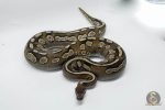 4721 0.1 BLACKHEAD MOJAVE CALICO - Image 2