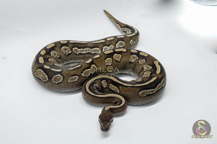 4721-2-1.jpg 4721 0.1 BLACKHEAD MOJAVE CALICO - Image 2