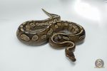 4721 0.1 BLACKHEAD MOJAVE CALICO - Image 3