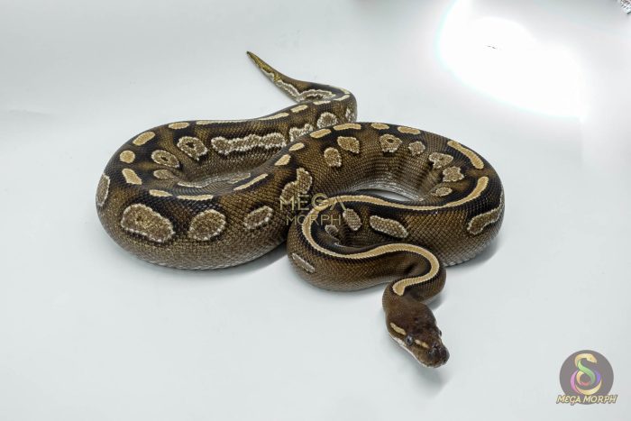 4721-3-1.jpg 4721 0.1 BLACKHEAD MOJAVE CALICO - Image 3