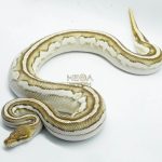 4725 0.1 ORANGE DREAM MOJAVE BONGO VANILLA