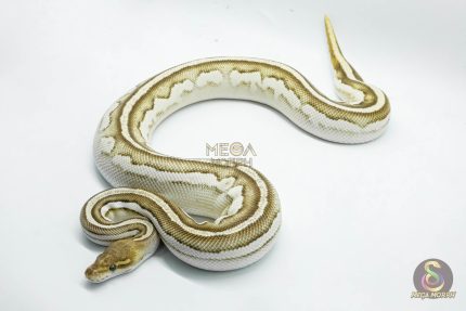 4725 0.1 ORANGE DREAM MOJAVE BONGO VANILLA