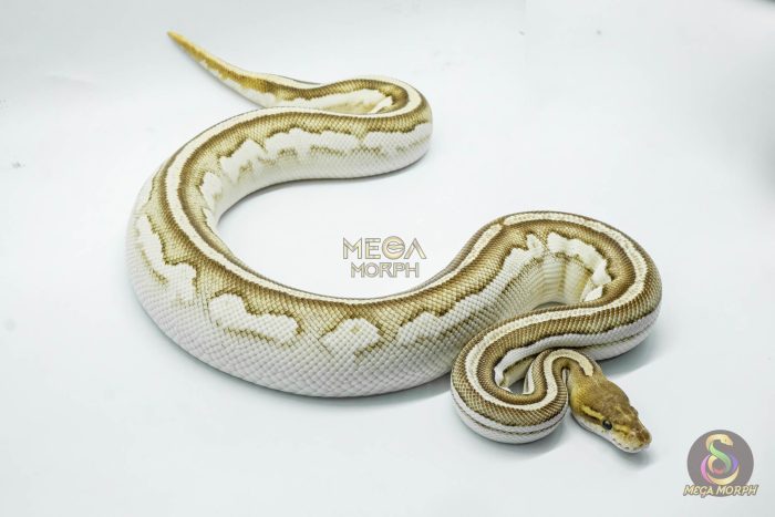 4725-2-1.jpg 4725 0.1 ORANGE DREAM MOJAVE BONGO VANILLA - Image 2